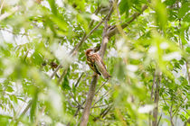 Sparrow on a Branch by maxal-tamor