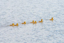 Ducklings on the River by maxal-tamor