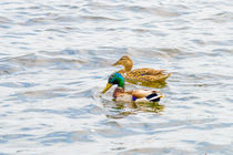 Male and Female Ducks by maxal-tamor