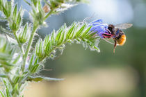 Bee Foraging von maxal-tamor