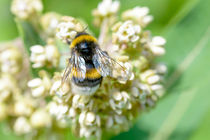 Wings of Bee Foraging von maxal-tamor
