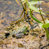 Green Frog von maxal-tamor