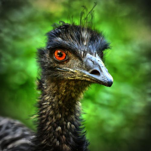 Emu-blick-1