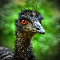 Emu Portrait 4 von kattobello