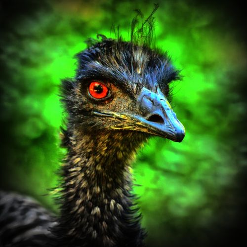Emu-blick-4