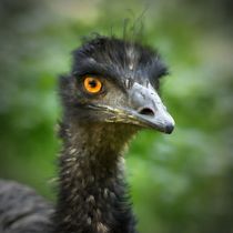Emu Portrait 3 von kattobello