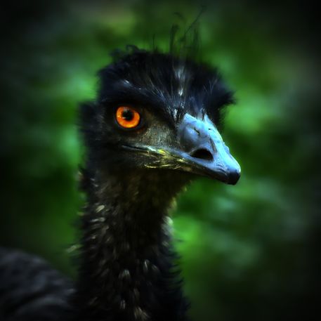Emu-blick-8