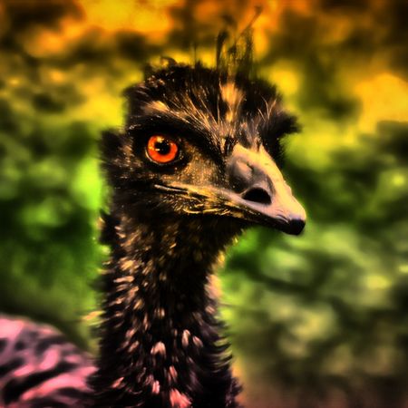 Emu-blick-9