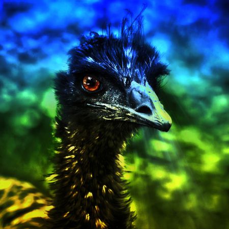 Emu-blick-10