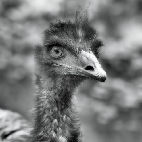 Emu-blick-17