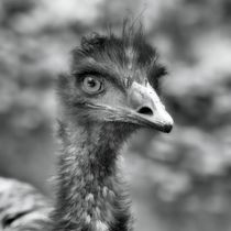Emu in black and white 1 von kattobello