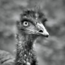 Emu in black and white 2 von kattobello