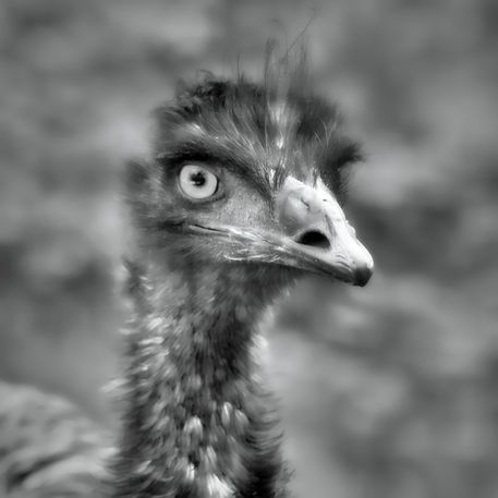 Emu-blick-18