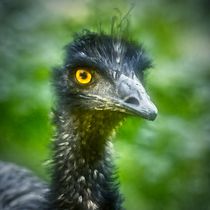 Emu Portrait 2 von kattobello