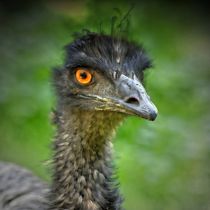 Emu Portrait 1 von kattobello