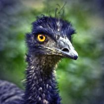 Blue Emu by kattobello