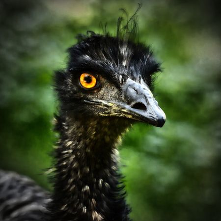 Emu-blick-23