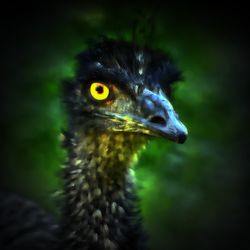 Emu-blick-24