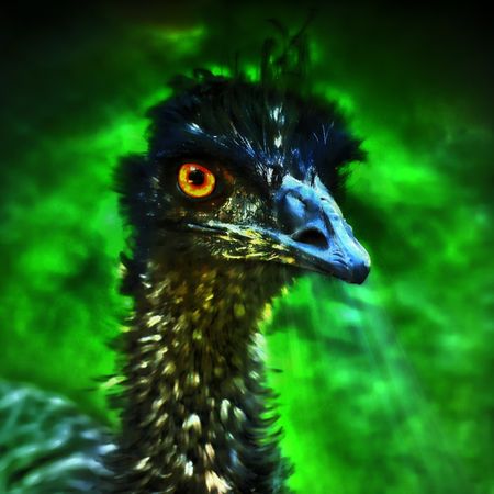 Emu-blick-25