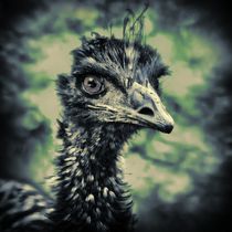 Emu in black and white 3 by kattobello