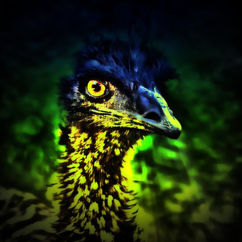 Emu-blick-30