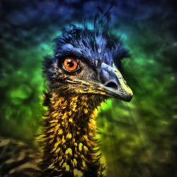 Emu-blick-31