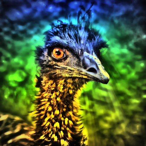 Emu-blick-34