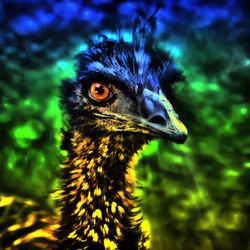 Emu-blick-35