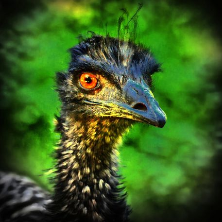 Emu-blick-40
