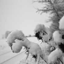 Winter by stanalogunddigital
