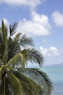 palmtree, sea, island von anando arnold