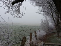 Winter:eisiger Nebel von mlurow