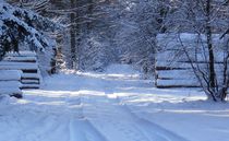 Winter: Waldweg von mlurow