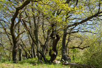 Alte Bäume mit jungem frischem Grün by Ronald Nickel