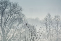Vogel im Nebel von jazzlight