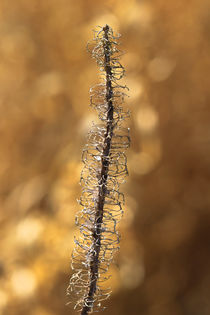 Pflanzen im Winter by Bernhard Kaiser