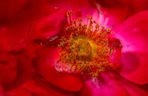 Rote Blumenbluete I   Red Blossoming Flower von Torsten Krüger
