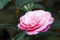 Rosa Kamelie - Camellia japonica L. 'Mrs. Tingley' Theaceae by Dieter  Meyer