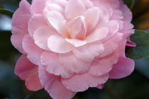 Rosa Kamelie - Hybrid Camellia 'Waterlily' by Dieter  Meyer