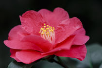 Rote Kamelie - Camellia japonica L. 'Fred Sander' von Dieter  Meyer