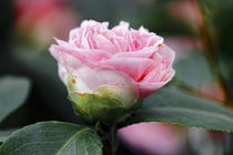 Rosa Kamelie - Camellia japonica L.  'Debutante' Theaceae by Dieter  Meyer
