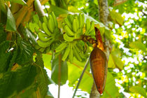 Banana Fruit von Sylvia Seibl