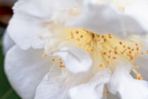 Weisse Kamelie - Camellia - Hybride 'Scentuous' Theaceae von Dieter  Meyer