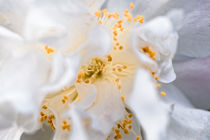 Weisse Kamelie - Camellia - Hybride 'Scentuous' Theaceae von Dieter  Meyer