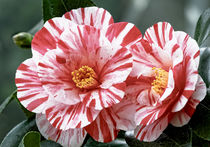 Rotweisse Kamelie - Camellia japonica L.  'Ezo - Nishiki' by Dieter  Meyer