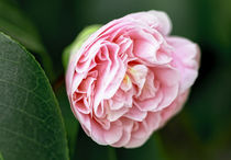 Rosa Kamelie - Camellia japonica Tomorrow von Dieter  Meyer