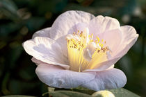 Weissrosa Kamelie - Camellia japonica L. 'D.W. Davis' von Dieter  Meyer