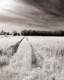 Tracks in the field by Michael Naegele