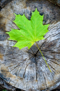 Maple Leaf in Autumn (Acer platanoides) von maxal-tamor