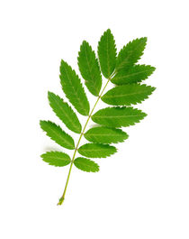 Rowan Tree Leaf von maxal-tamor